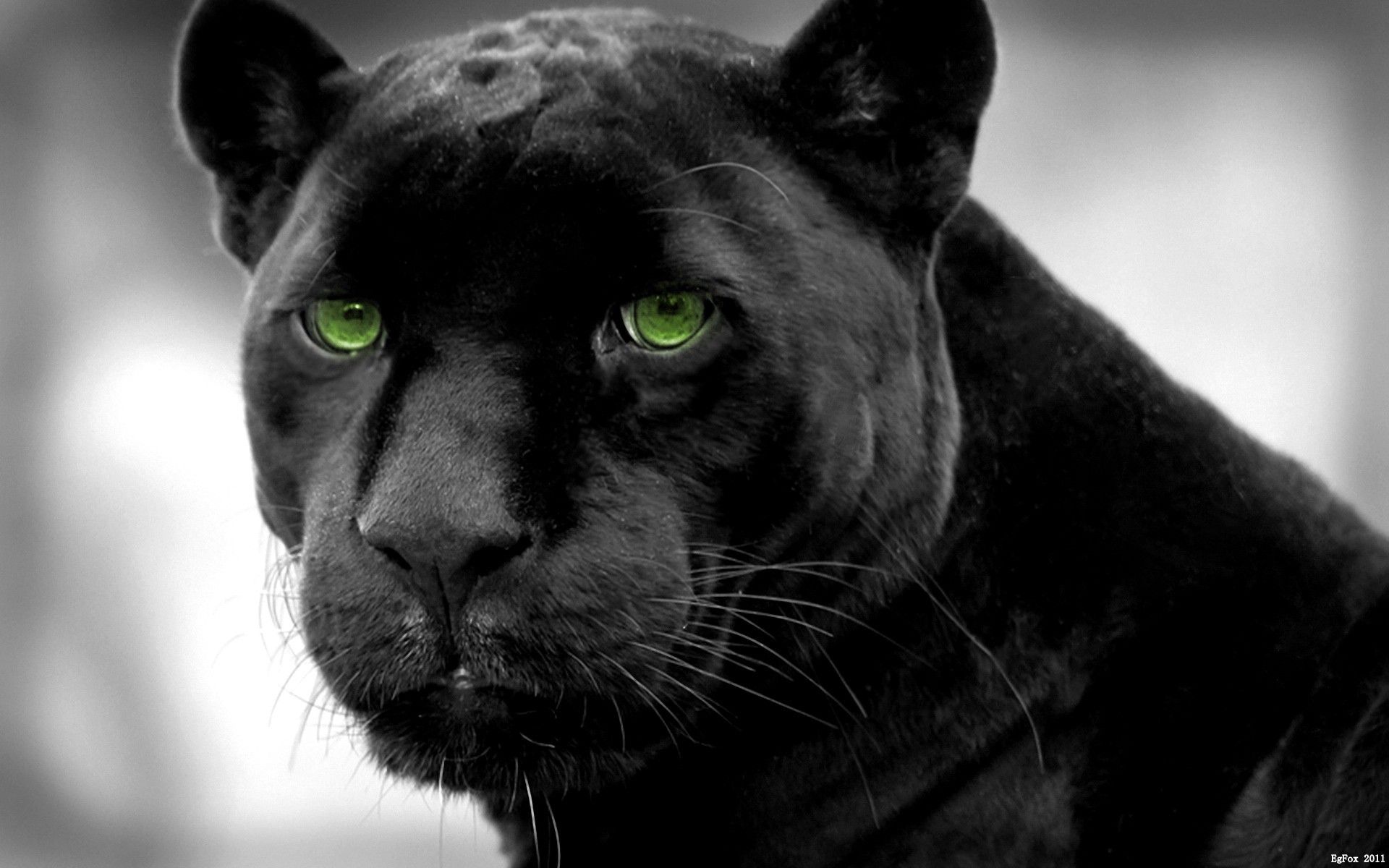 Panther.jpg