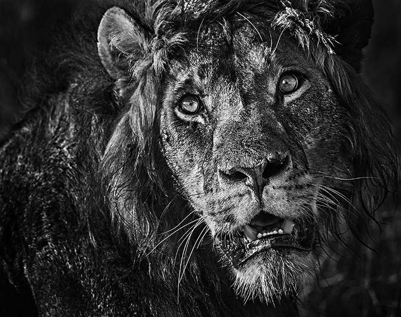 Lion After Eating Kenya.jpg