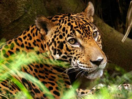 A-Jaguar-jaguars-16915296-500-375.jpg